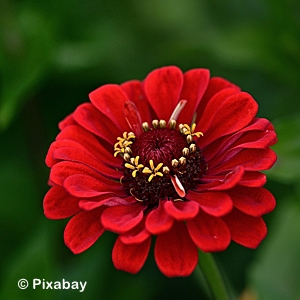 ZINNIA RED