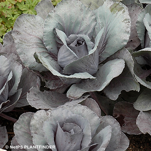 CABBAGE RUBY PERFECTION