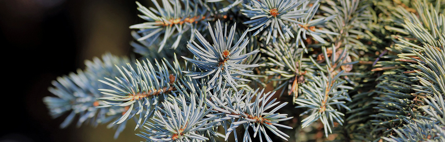 ABIES PRO GLAUCA