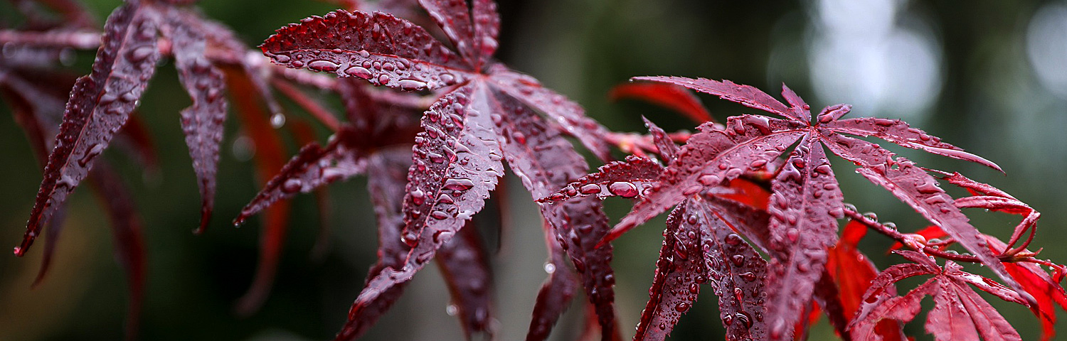 ACER PAL TSUKUSHI GATA