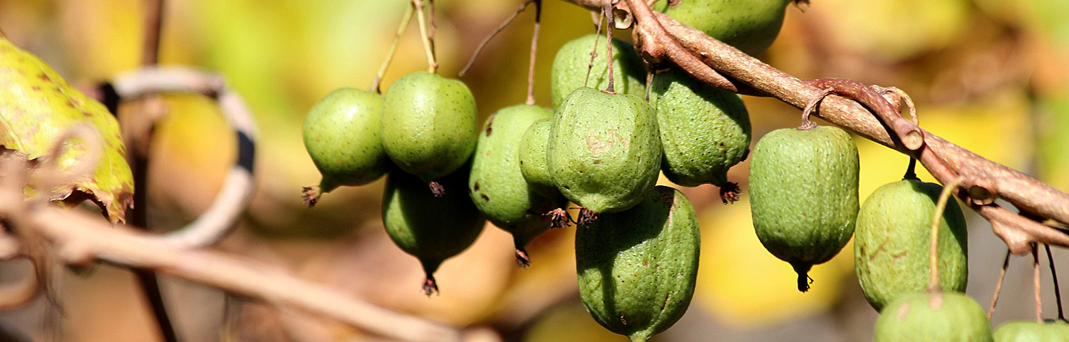 ACTINIDIA DEL JENNY