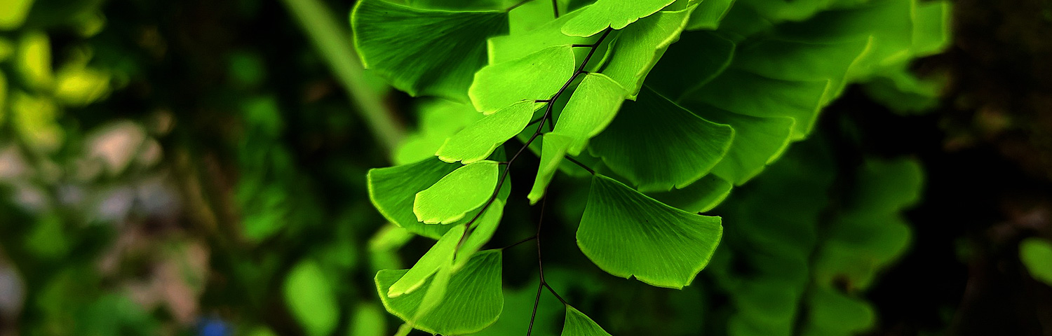 ADIANTUM PEDATUM