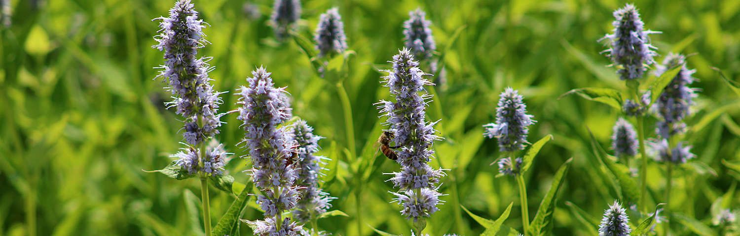 AGASTACHE POQUITO ORANGE