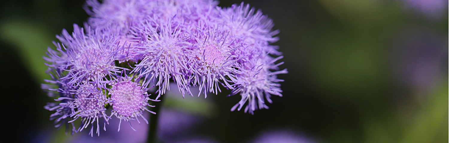 AGERATUM