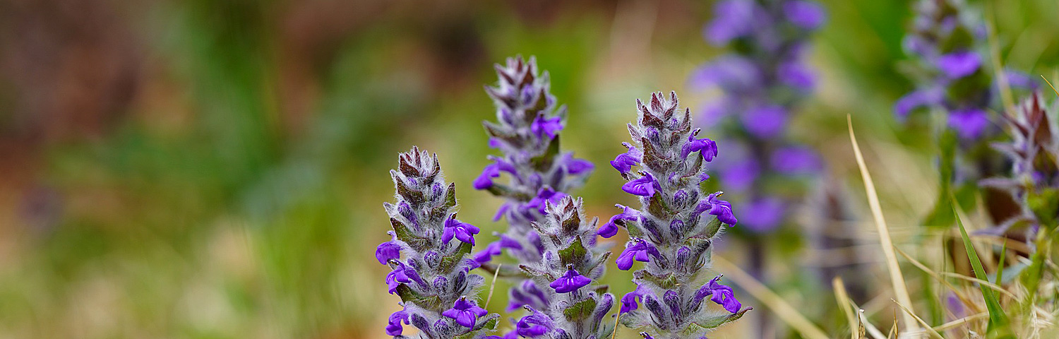 AJUGA REP BRONZE BEAUTY