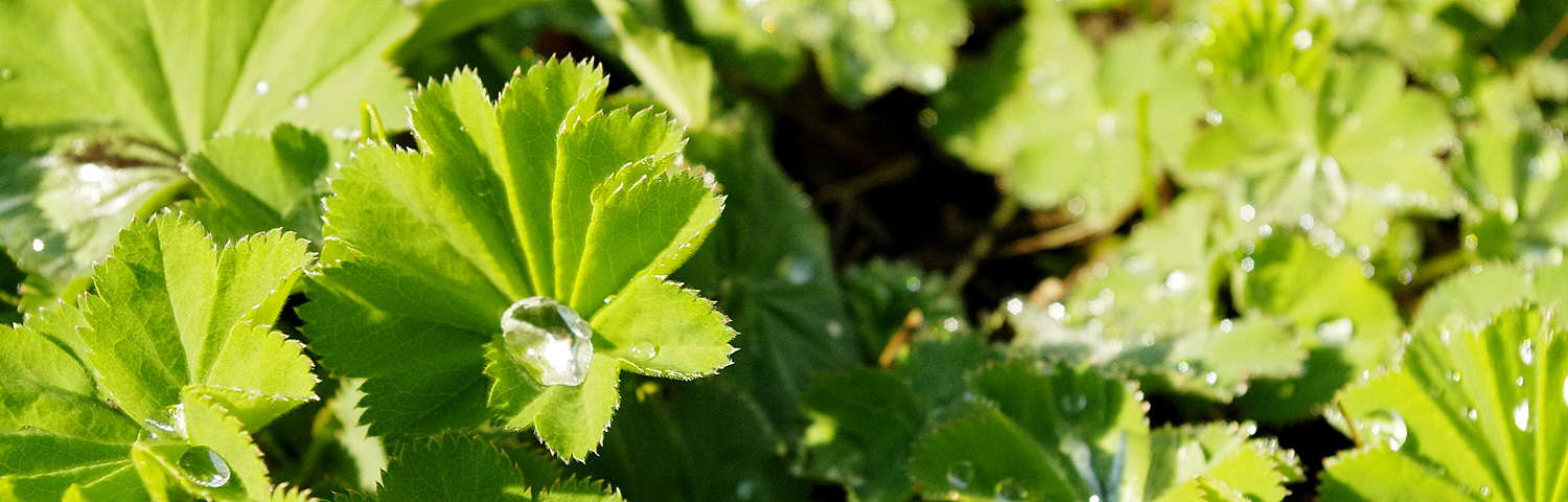 ALCHEMILLA