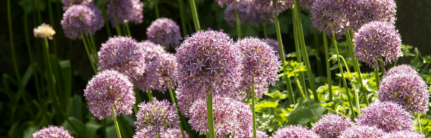 ALLIUM BUBBLE BATH