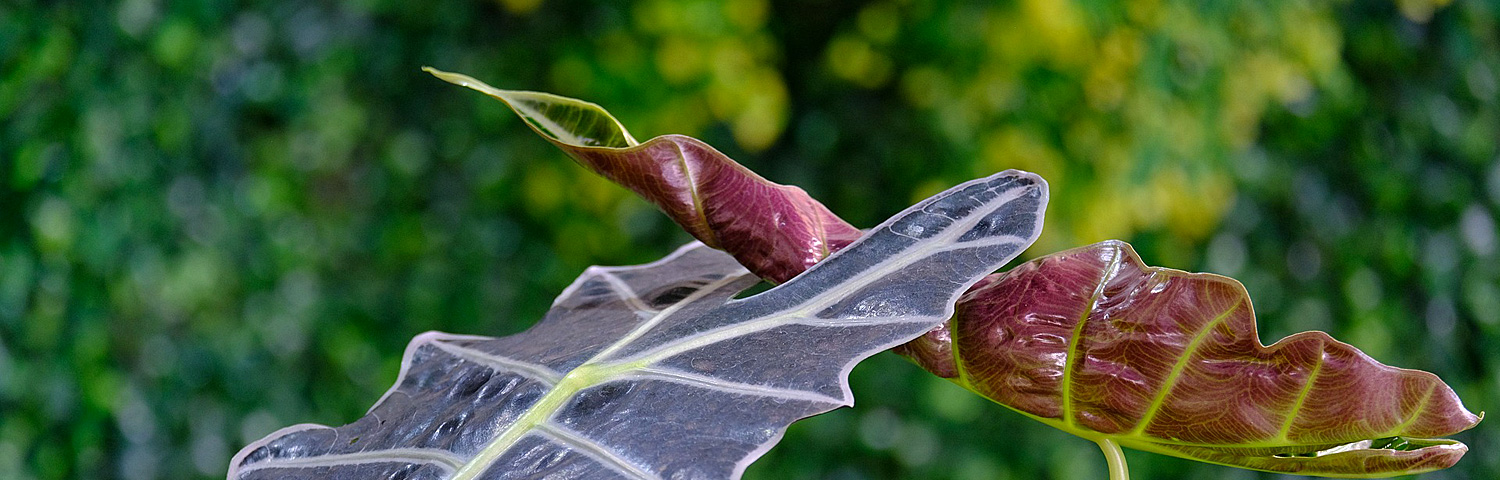 ELEPHANT EAR