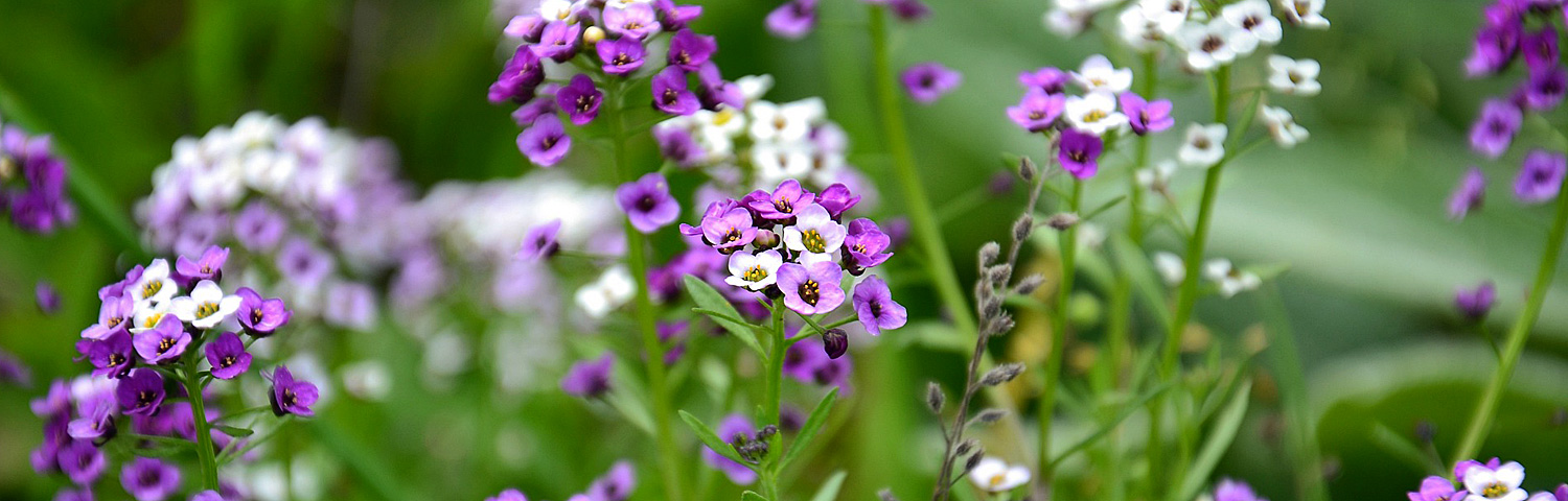 ALYSSUM