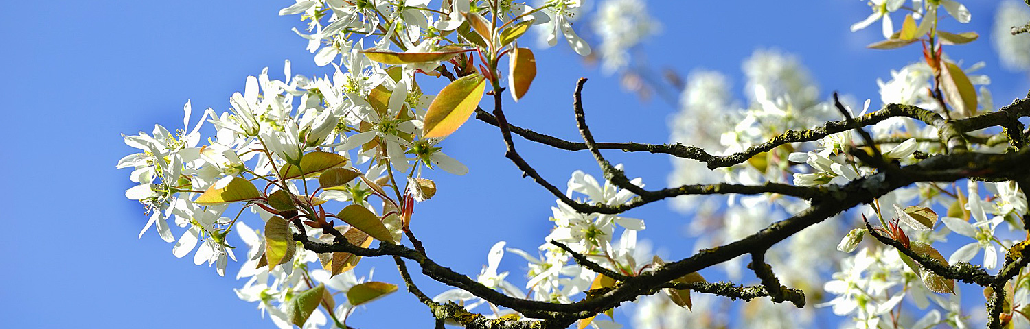 AMELANCHIER LAEVIS LUSTRE