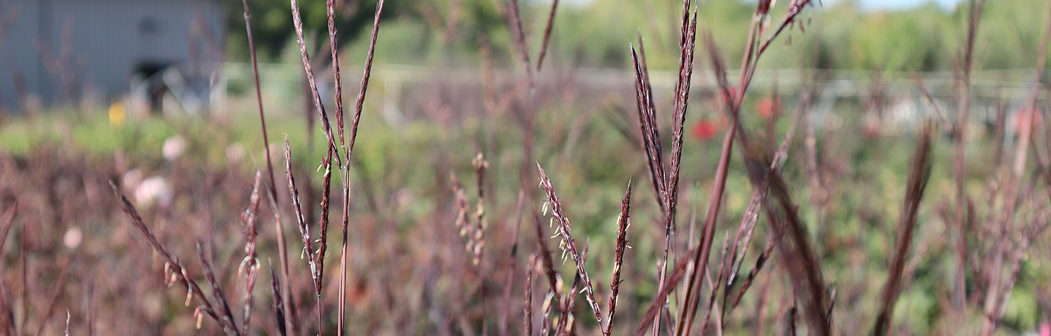 ANDROPOGON GER RED OCTOBER