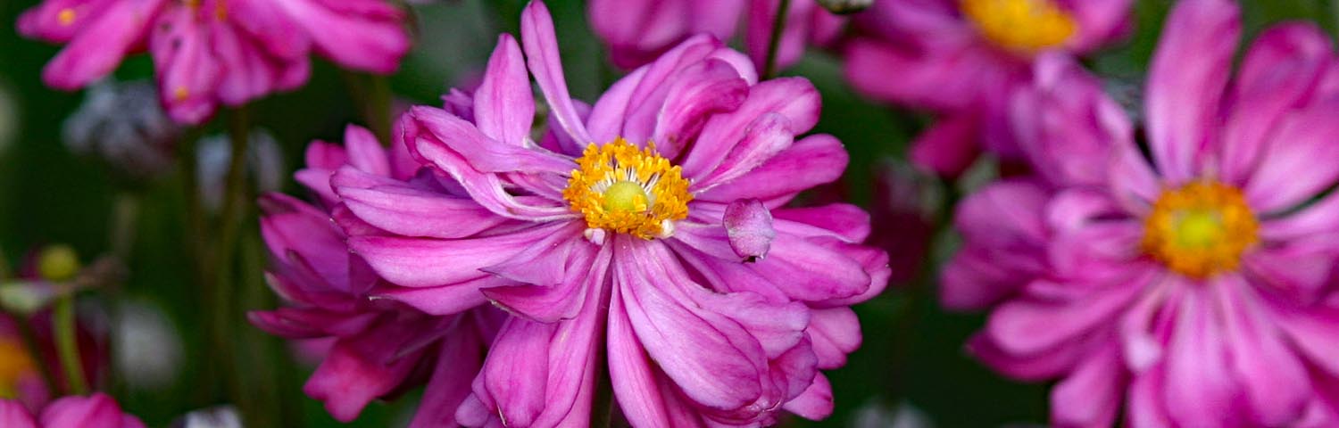 ANEMONE PRETTY LADY DIANA