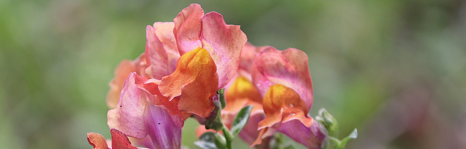 ANGELONIA ARCHANGEL BL BICOLOR