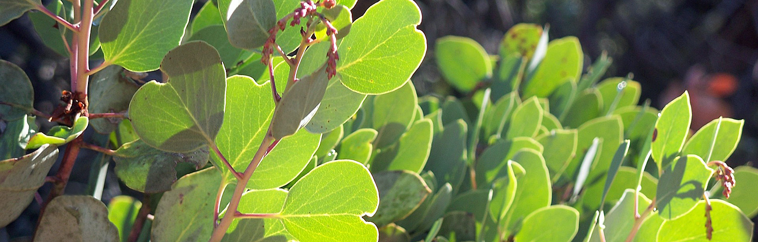 ARCTOSTAPHYLOS