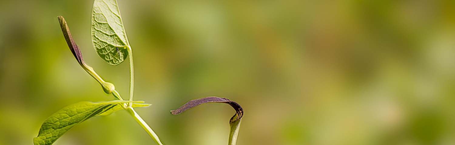 ARISTOLOCHIA