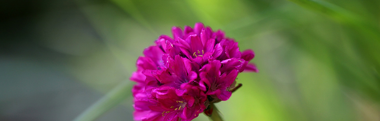 ARMERIA SWEET DREAMS