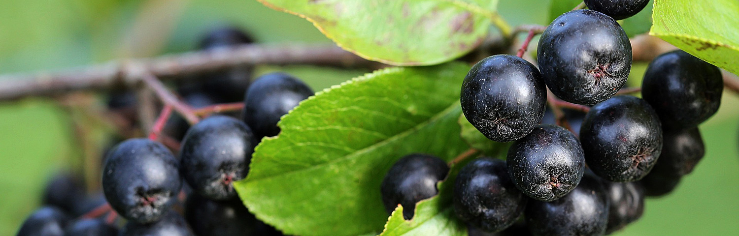 ARONIA ARB BRILLIANTISSIMA