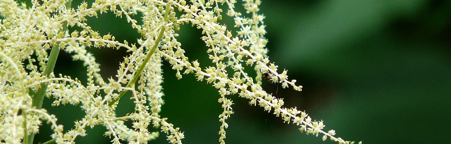 ARUNCUS GOATEE