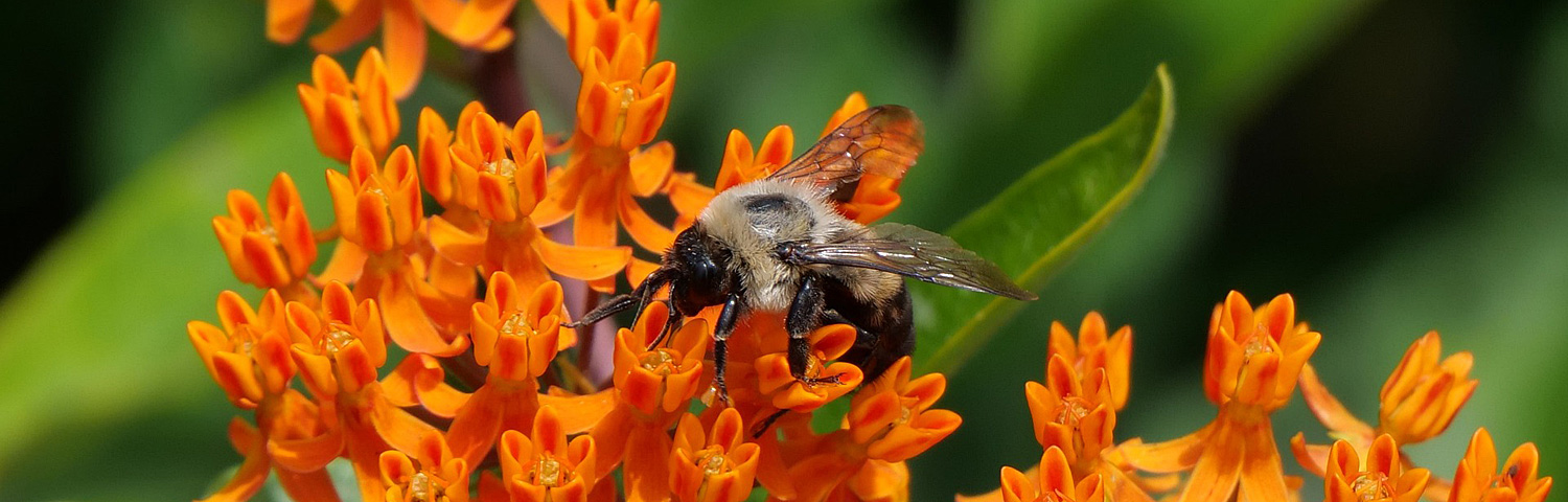 ASCLEPIAS TUB HELLO YELLOW