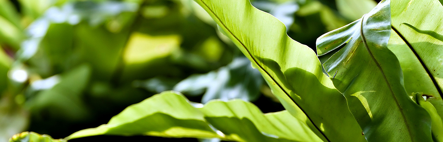 ASPLENIUM