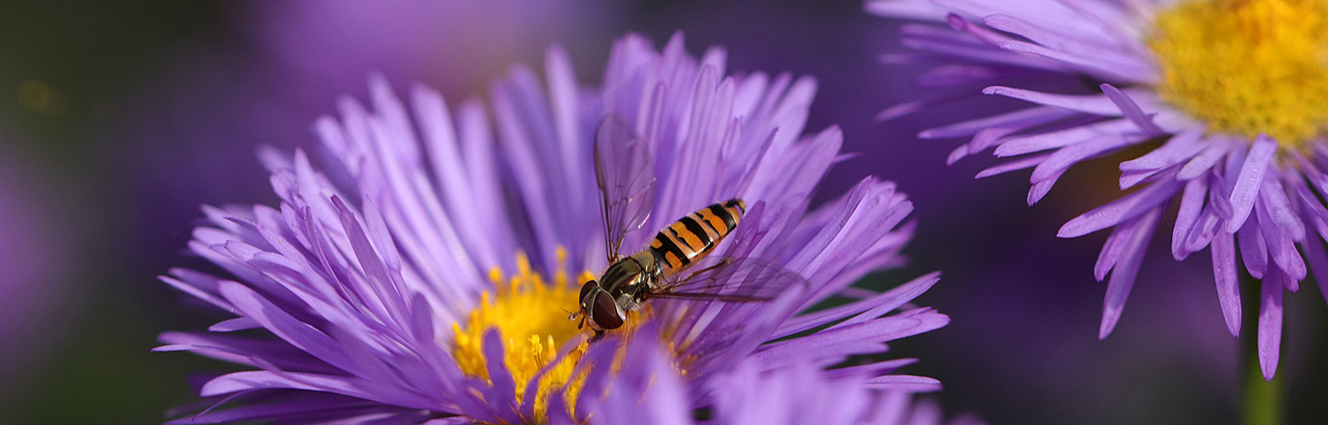 ASTER NOV KRISTINA