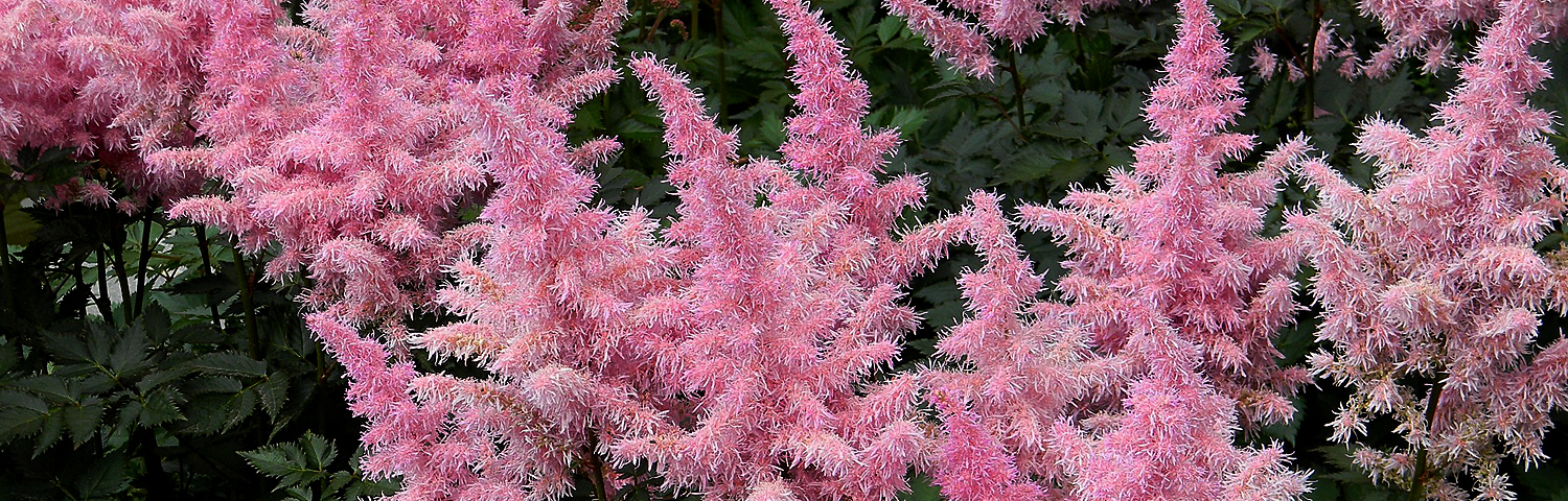 ASTILBE CHI PURPLE LANCE