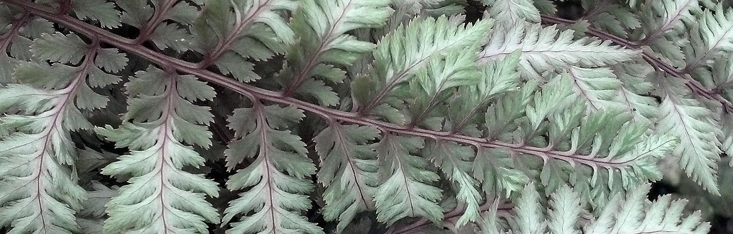 ATHYRIUM NIP REGAL RED