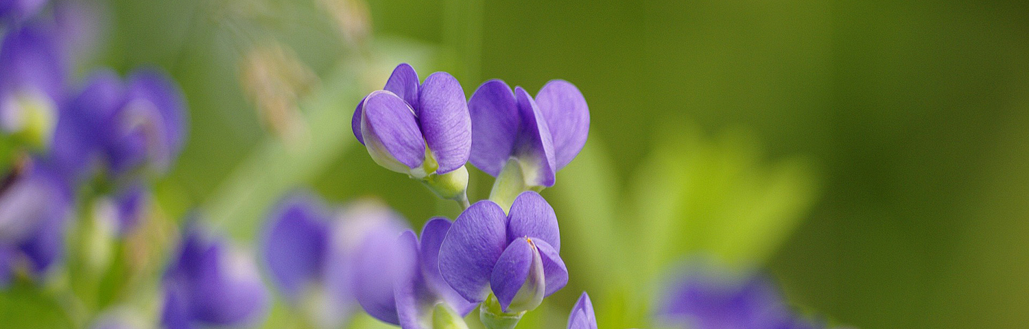 BAPTISIA ALBA