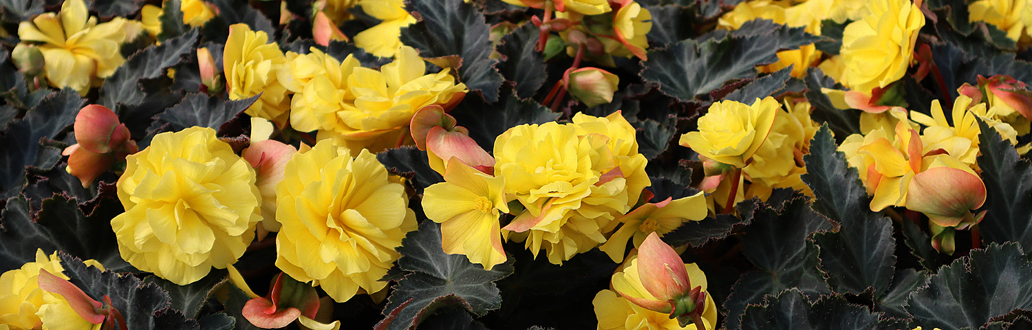 BEGONIA DARK LEAF RED