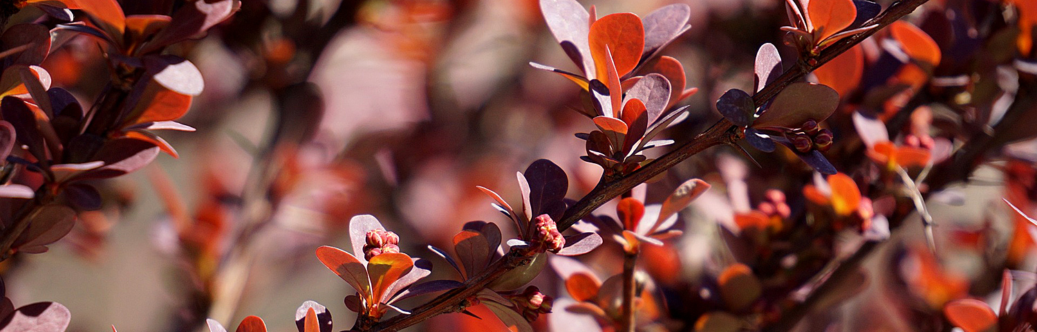 BERBERIS ROYAL BURGUNDY