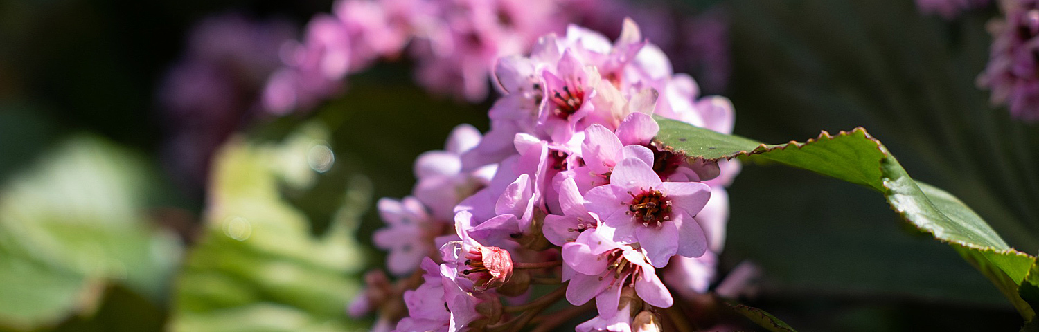 BERGENIA