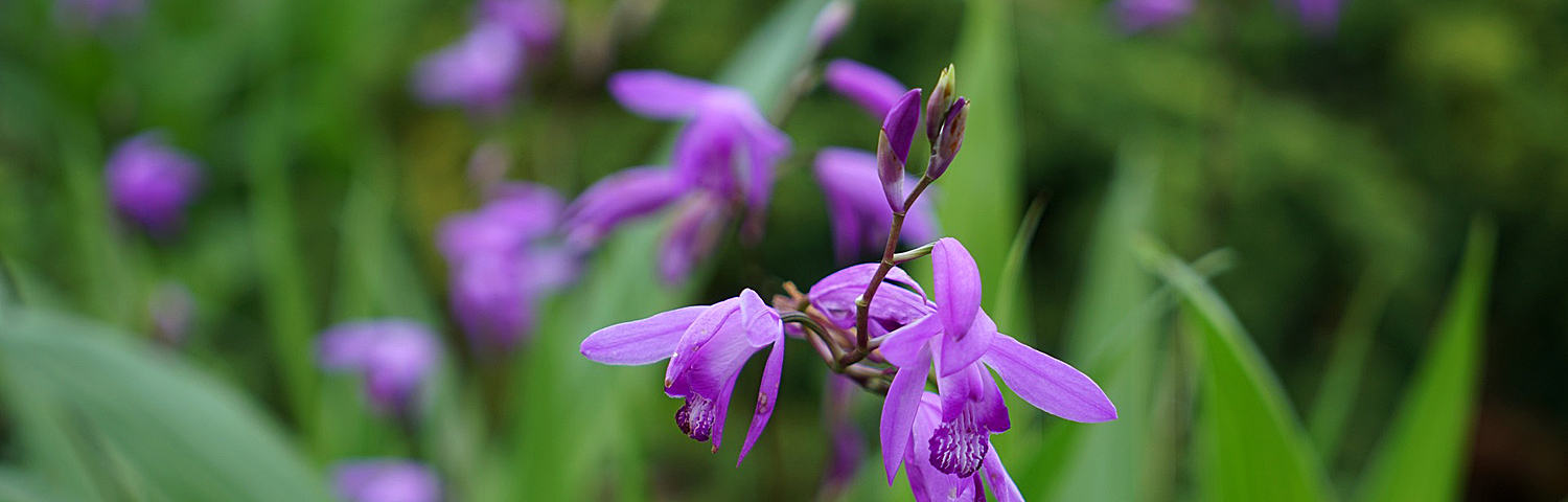 BLETILLA STRIATA SHI-RAN