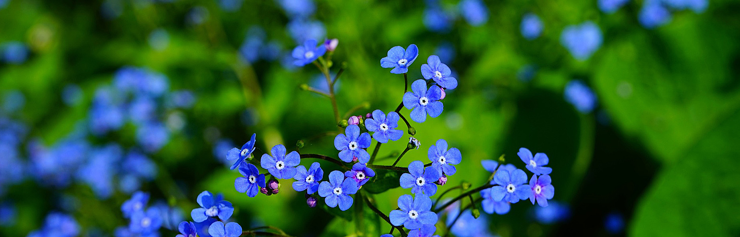 BRUNNERA MAC JACK OF DIAMONDS