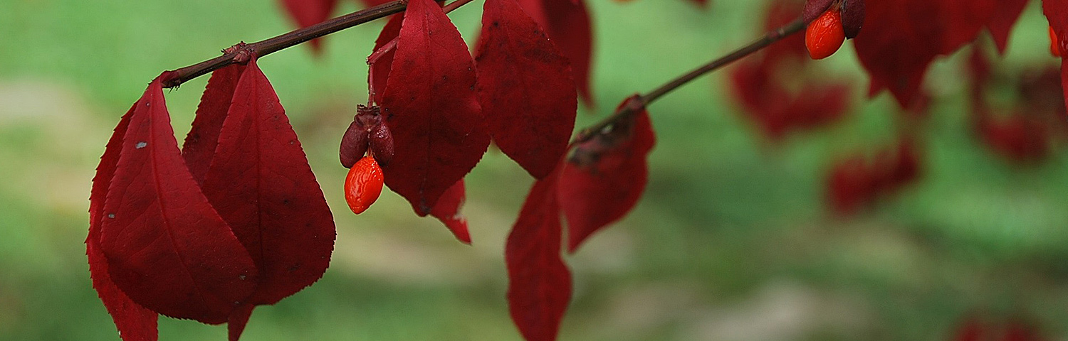 EUONYMUS FOR EMERALD N GOLD