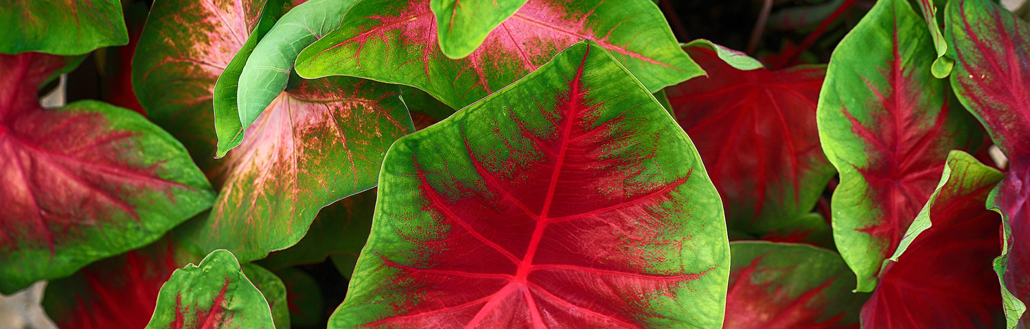 CALADIUM WHITE