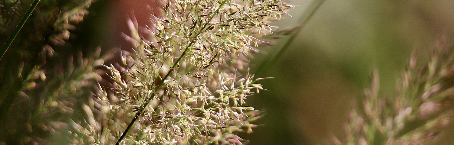 CALAMAGROSTIS ARU OVERDAM