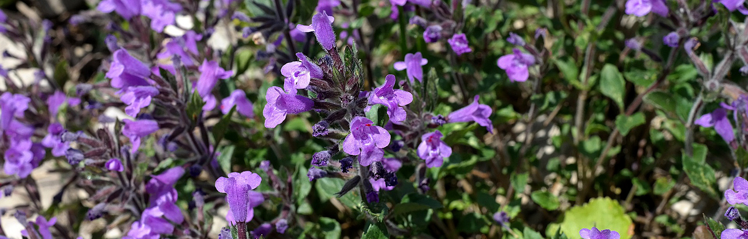 CALAMINTHA NEPETA