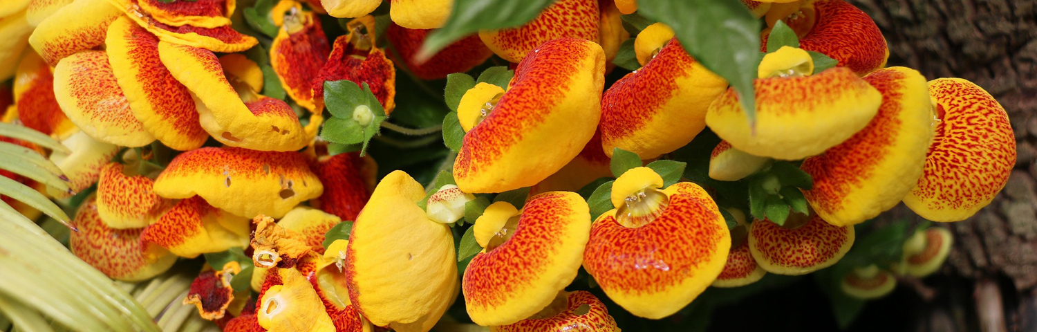 CALCEOLARIA