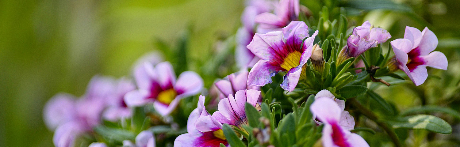 CALIBRACHOA