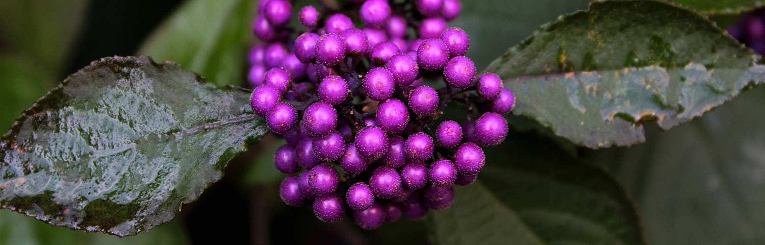 CALLICARPA