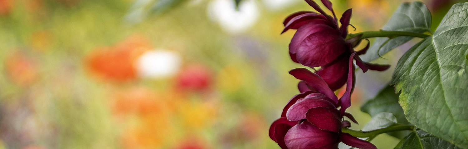 CALYCANTHUS APHRODITE