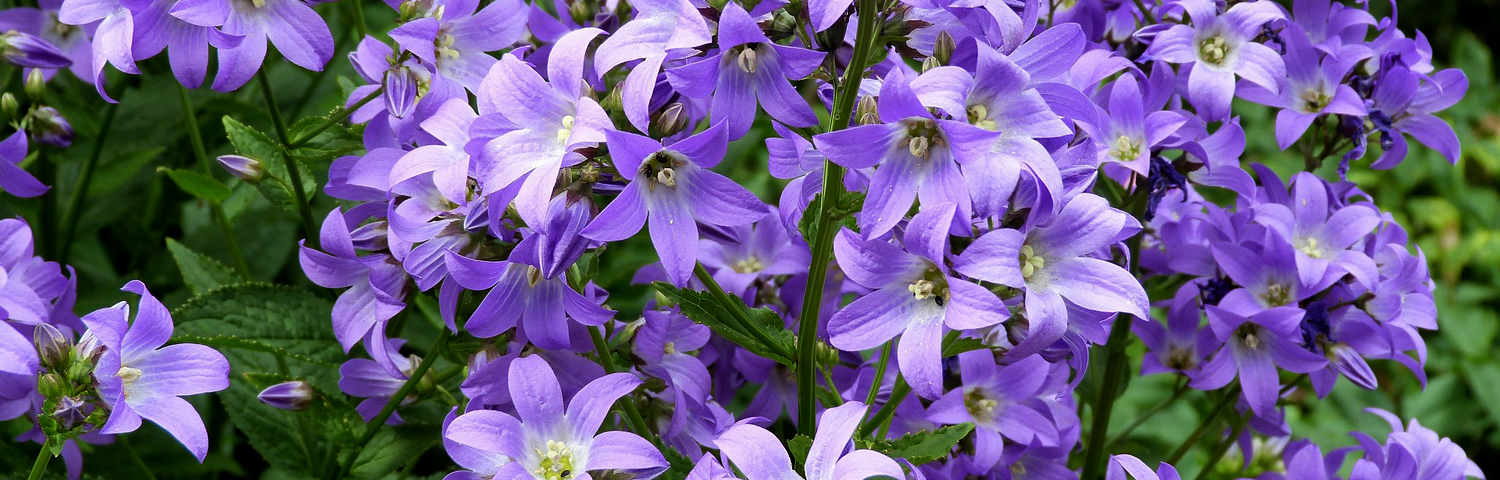 CAMPANULA CAR PEARL DEEP BLUE