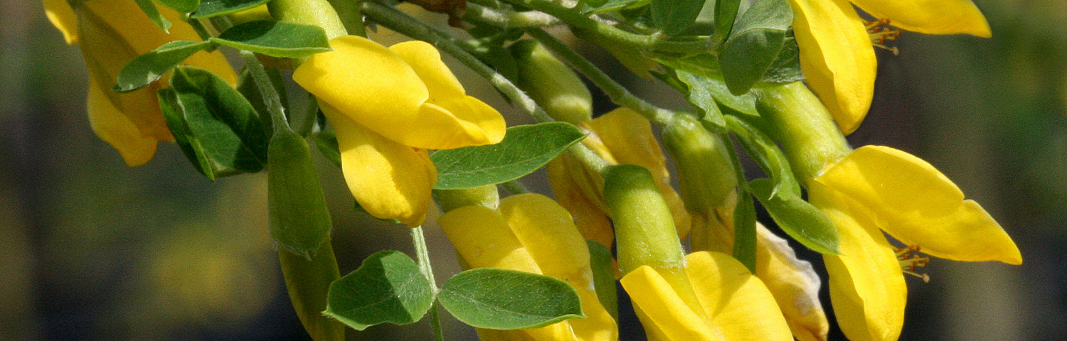 CARAGANA ARB PENDULA