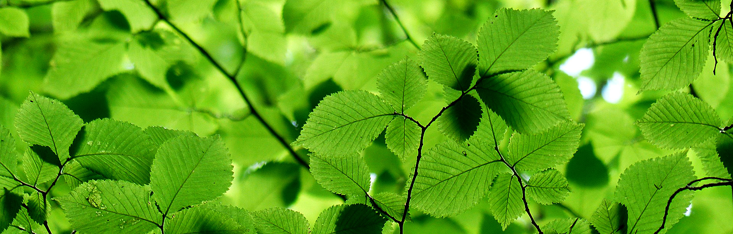 CARPINUS BETULUS