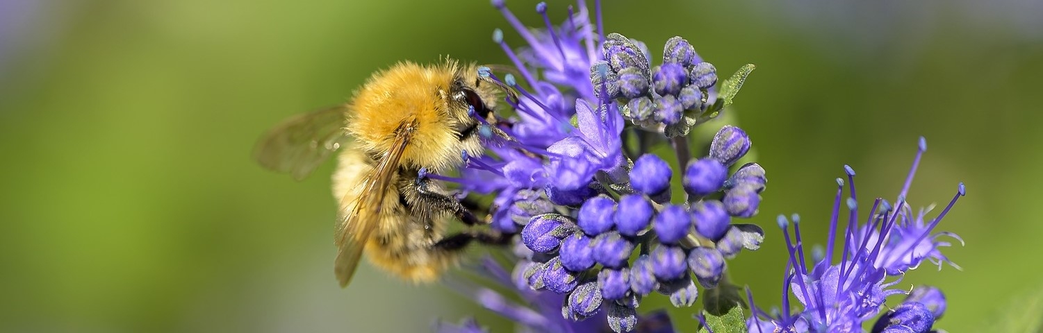 CARYOPTERIS CLA BLUE MIST