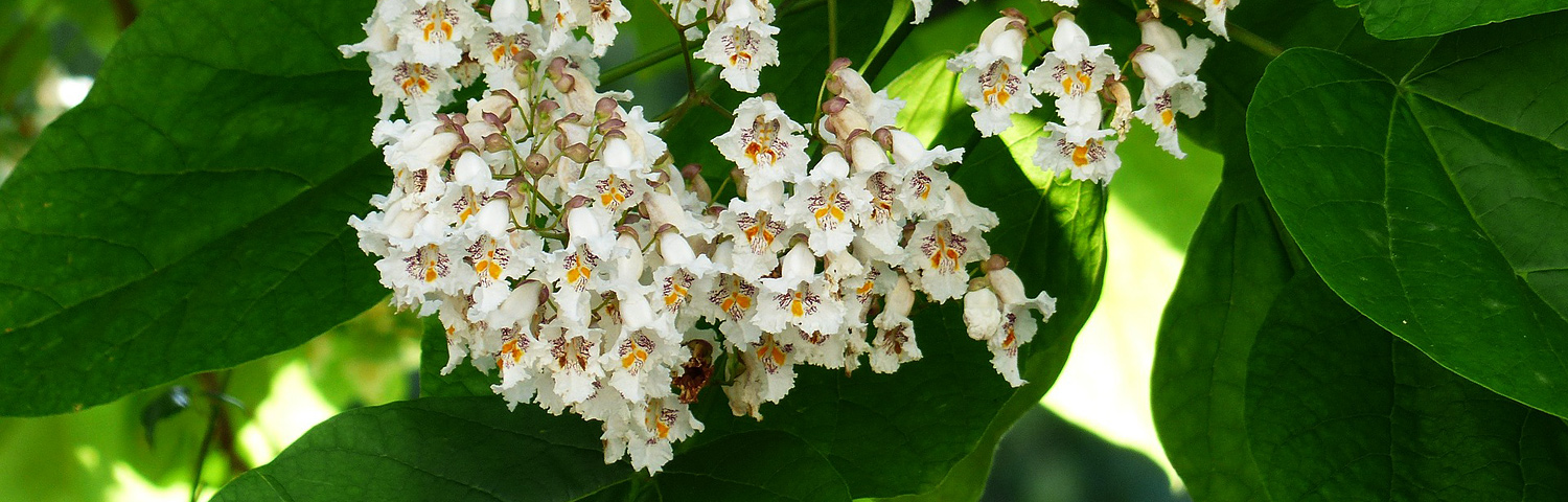 CATALPA