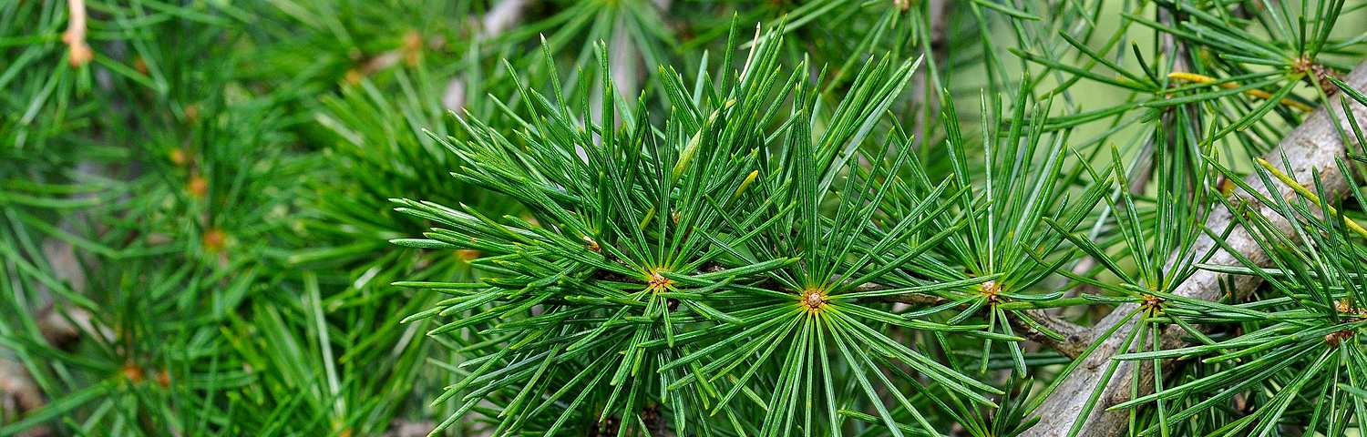 CEDRUS ATL GLAUCA