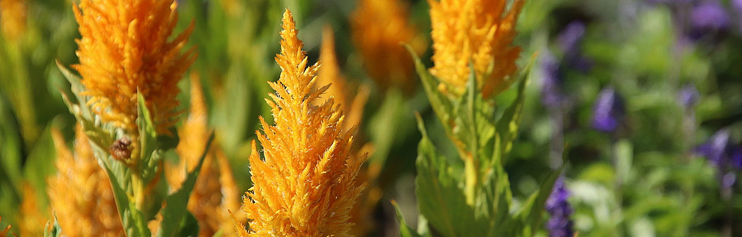 CELOSIA