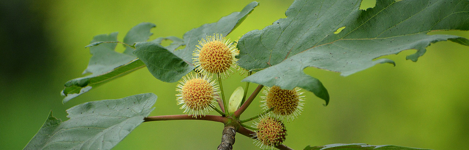 CEPHALANTHUS