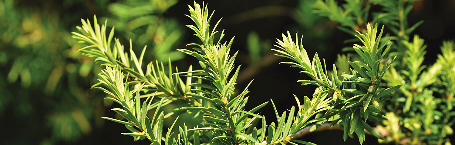 CEPHALOTAXUS HAR PROSTRATA